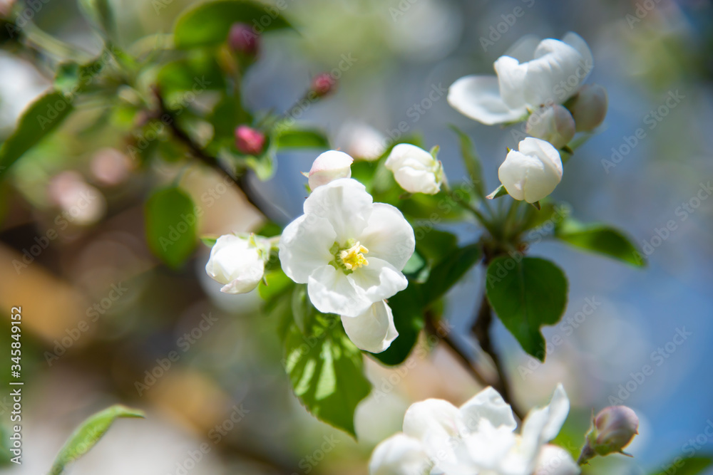Blossom apple flowers in the spring. Blossom apple flowers in the spring.