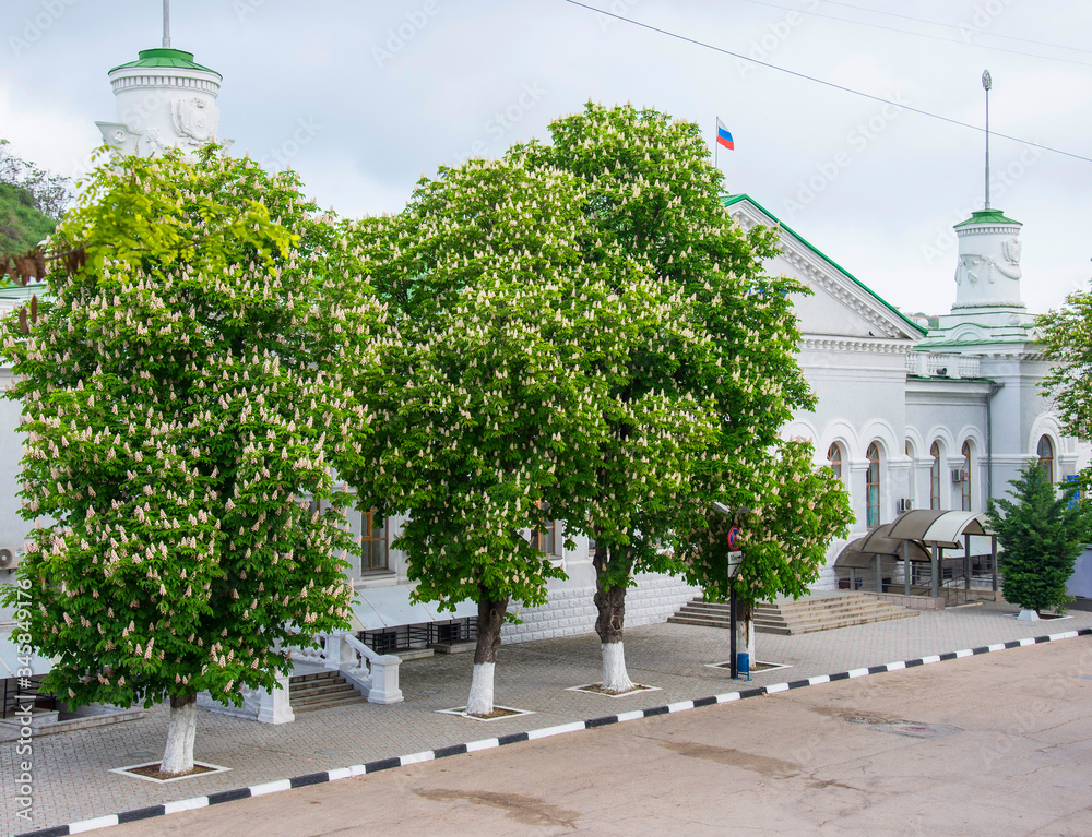 Flowering chestnuts in Sevastopol, Crimea