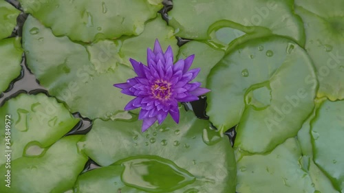 Timelapse Water Lally Opening in the moring, Waterlilly blossom photo