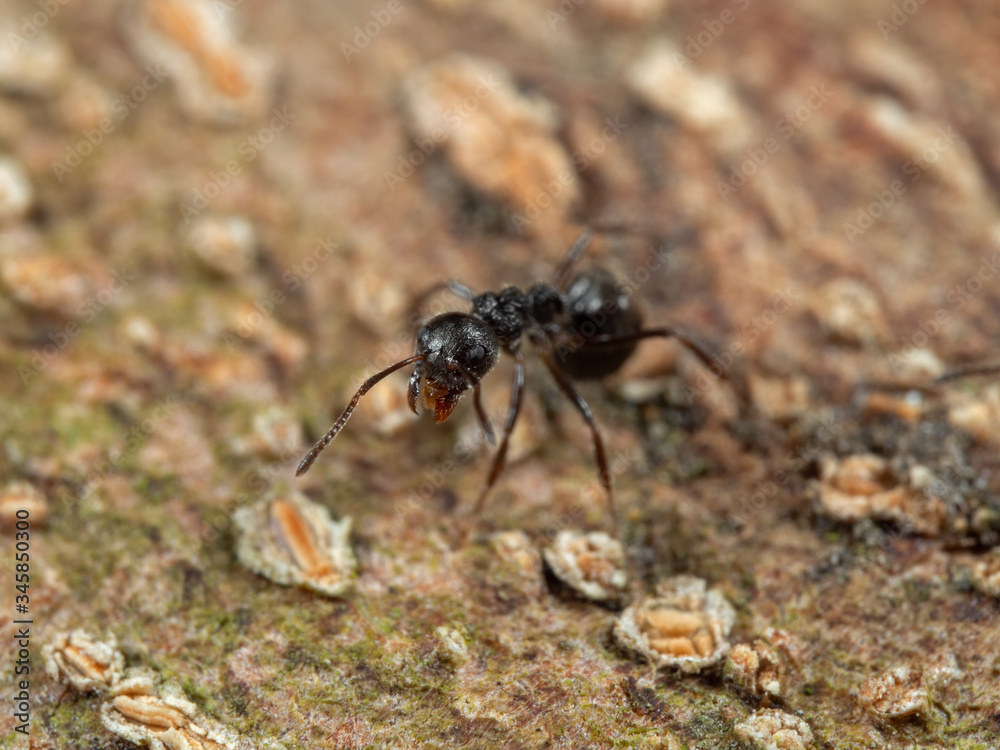 Macro Photo of Black Garden Ant on Tree Bark Macro Photo of Black Garden Ant on Tree Bark
