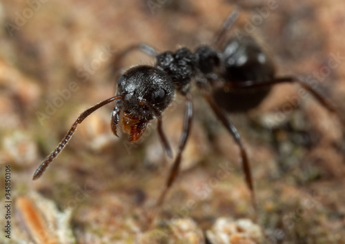 Macro Photo of Black Garden Ant on Tree Bark © backiris
