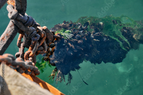 Ropes with plenty of mussels underwater and filtering water