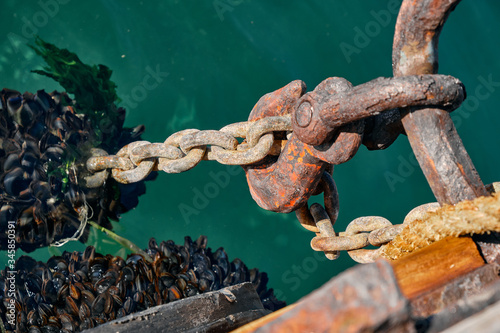 rusty hook and anchor chain with plenty of mussels underwater and filtering water