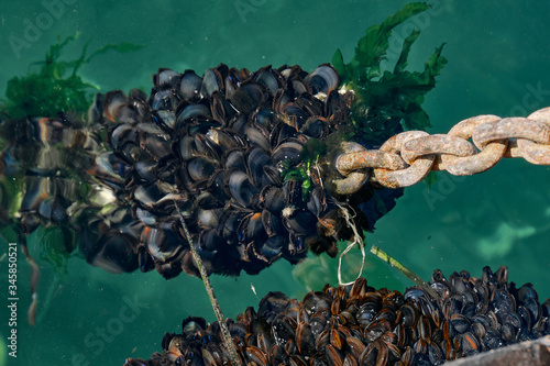 anchor chain with plenty of mussels underwater and filtering water