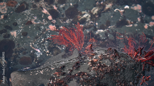 red algae underwater background from above. Background and surface texture. Seaweed in ocean water.