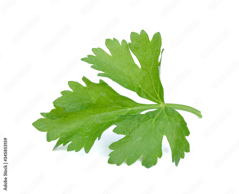 Apium graveolens ( Celery ) on white background Apium graveolens ( Celery ) on white background