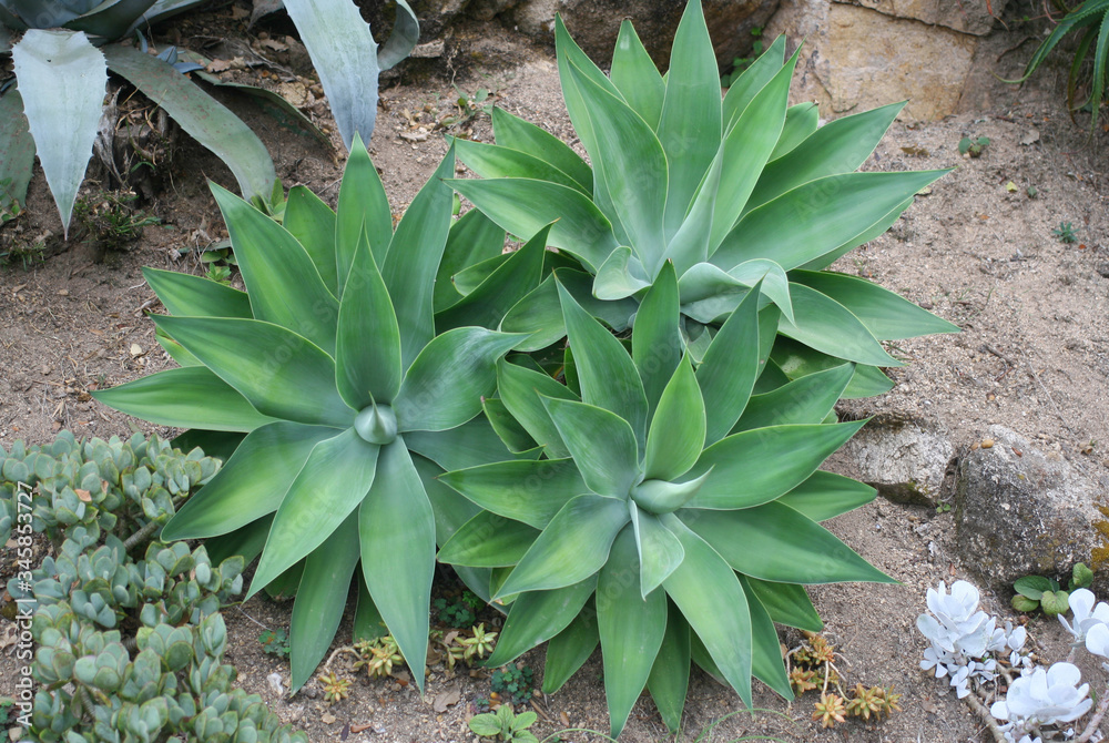 small agave bushes in the park small agave bushes in the park