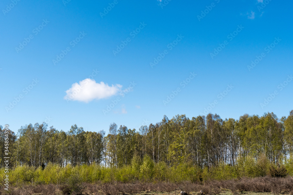 Birch trees in leafing season by blue skies Birch trees in leafing season by blue skies