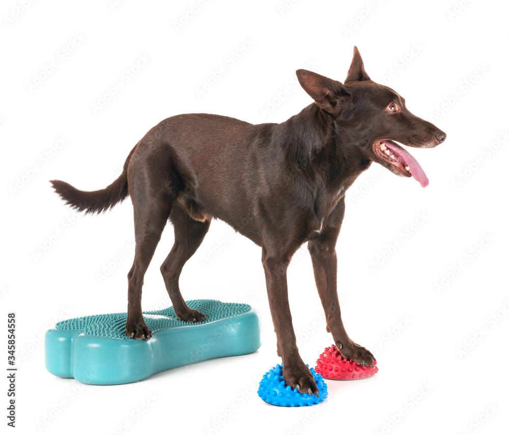 Foto Australian Kelpie in studio