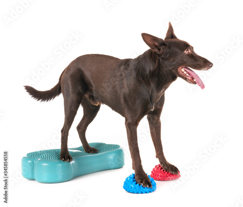 Картината върху платно Australian Kelpie in studio