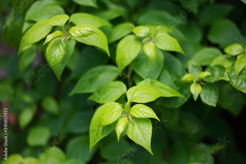 Green leaves of bougainvillea plant