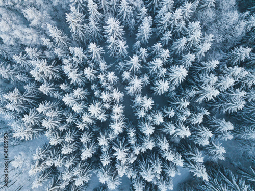 Aerial view of winter forest covered in snow. drone photography - panoramic image Beautiful frosty trees, christmas time, Happy new year.