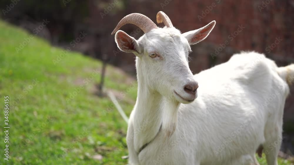 A goat grazes in the countryside. A tethered goat grazes on the lawn. A white goat was grazing in a meadow. A goat grazes in the countryside. A tethered goat grazes on the lawn. A white goat was grazing in a meadow.