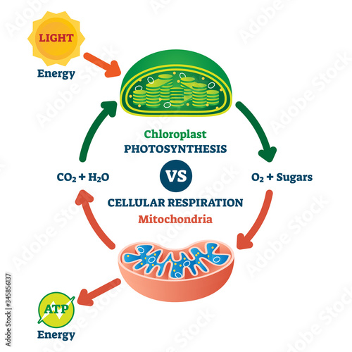 Chloroplast vs mitochondria process educational scheme vector illustration. photo