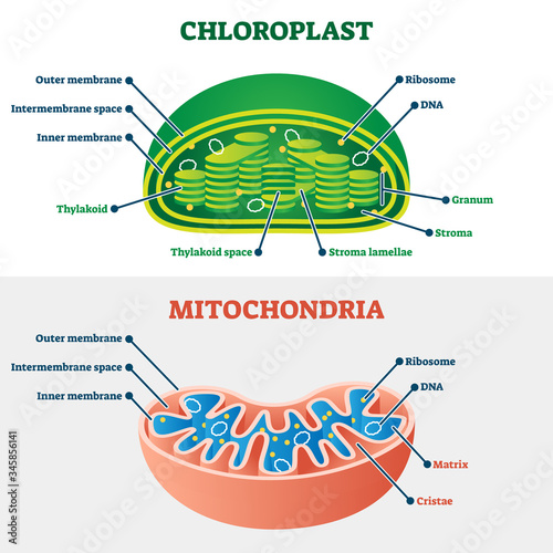Chloroplast vs mitochondria vector illustration. Labeled structure scheme. photo