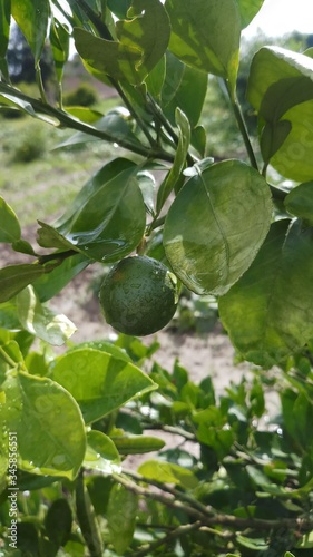 Lemon on the lamon trees with blur background