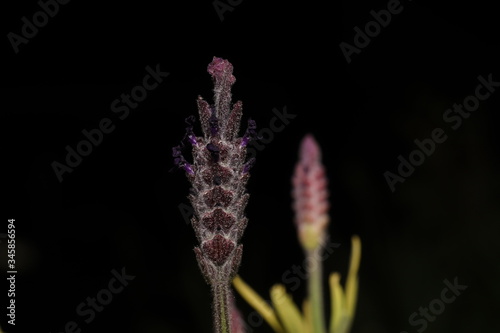 bl  hender schopf-lavendel bei nacht im fr  hling