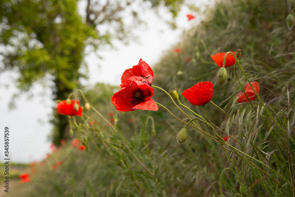 Naklejka premium Mohnblumen im Frühling