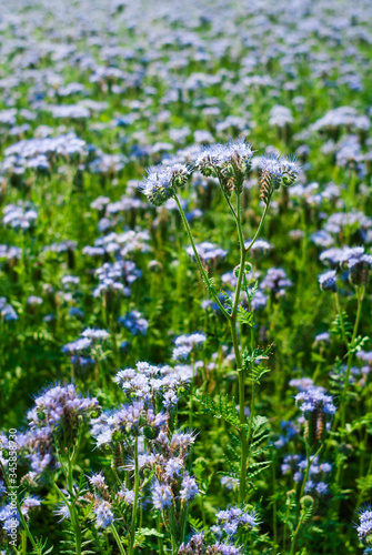 Phacelia agricultural field flowering at summer