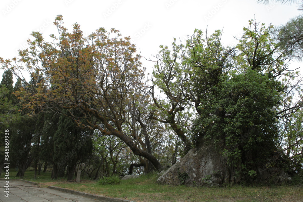 Obraz premium the trees