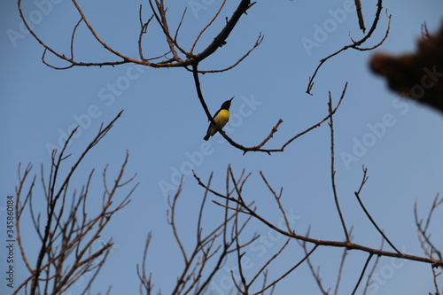 yellow bird on a tree