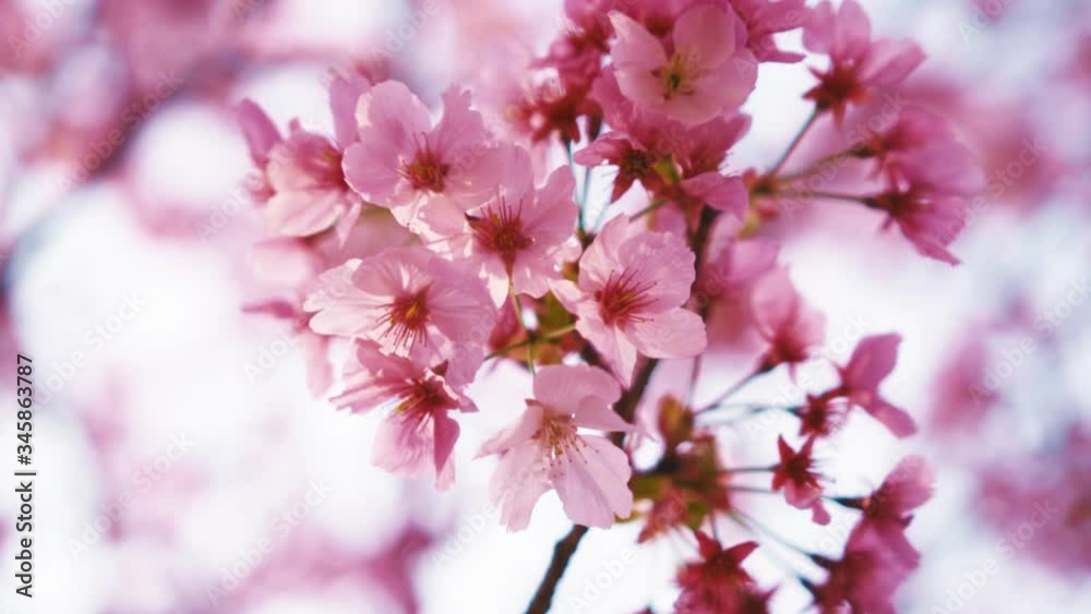 桜 桜