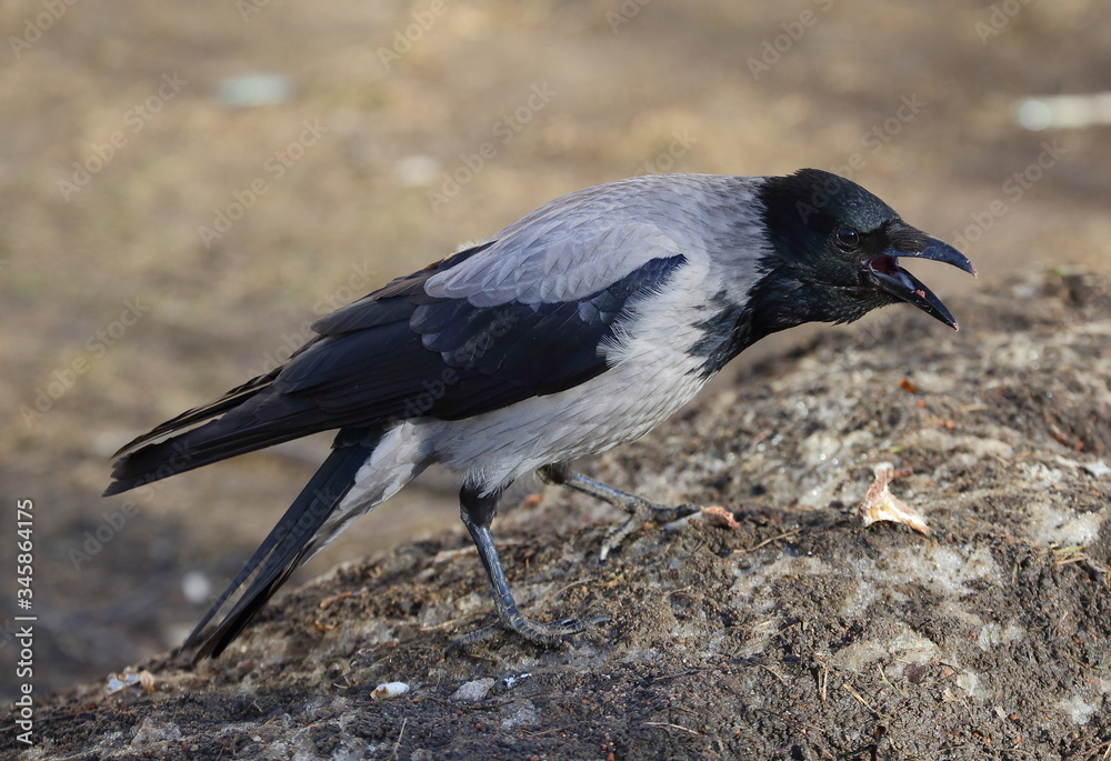 Fototapeta premium Crow with an open beak on the ground