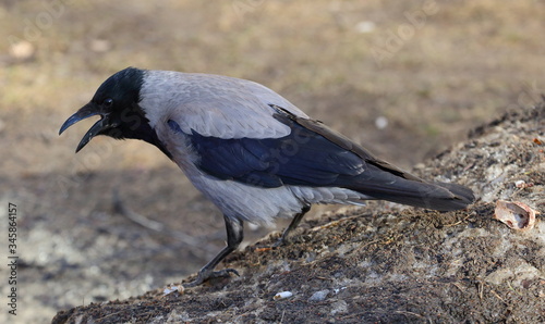 Crow with an open beak on the ground