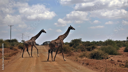 Kenya. Two graceful giraffes slowly cross the road. Giraffes have beautiful skin color. On the sidelines of a dirt road, a power line, green bushes. There are clouds in the sky.