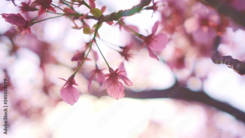 桜 桜