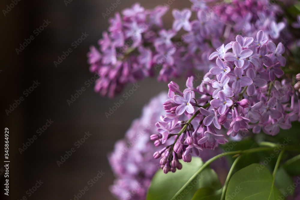 Obraz premium Bouquet of lilac on a background of brown wooden background. Spring beautiful lilac flowers, background. Place for text