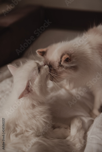 Two white cute cats wash each other. © Darina Saukh