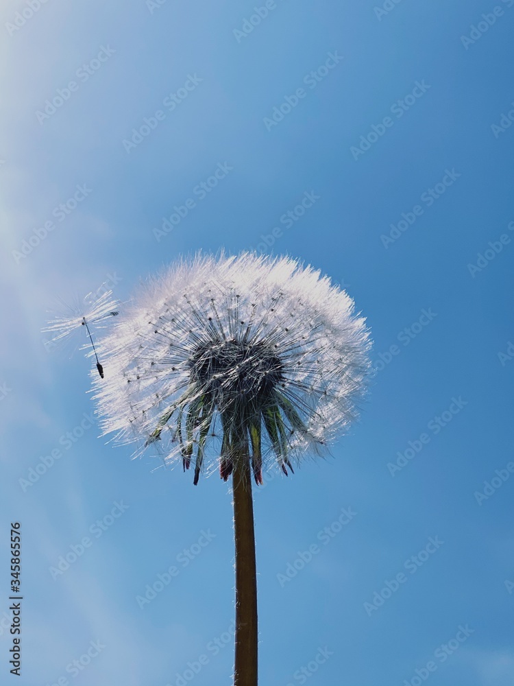 Photography of dandelion with blue sky in background