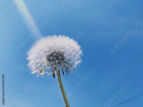 Fototapeta Naklejka Na Ścianę i Meble -  Photography of dandelion with blue sky in background