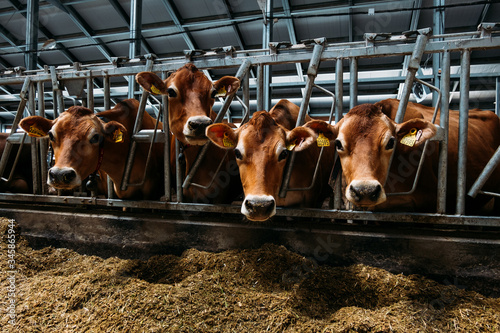 portrait of a brown jersey cow in a modern barn close