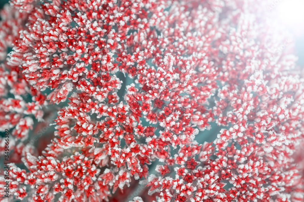 Obraz premium beautiful colorful flowers covered with hoarfrost on blurred background