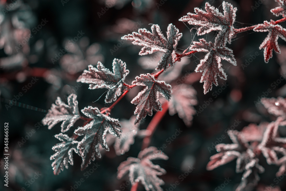 plant covered with hoarfrost on blurred background