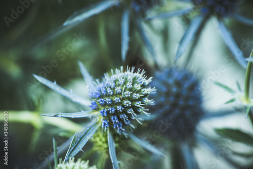 Blooming Blue Eryngo (Eryngium planum) in the garden. Selective focus. Shallow depth of field. photo