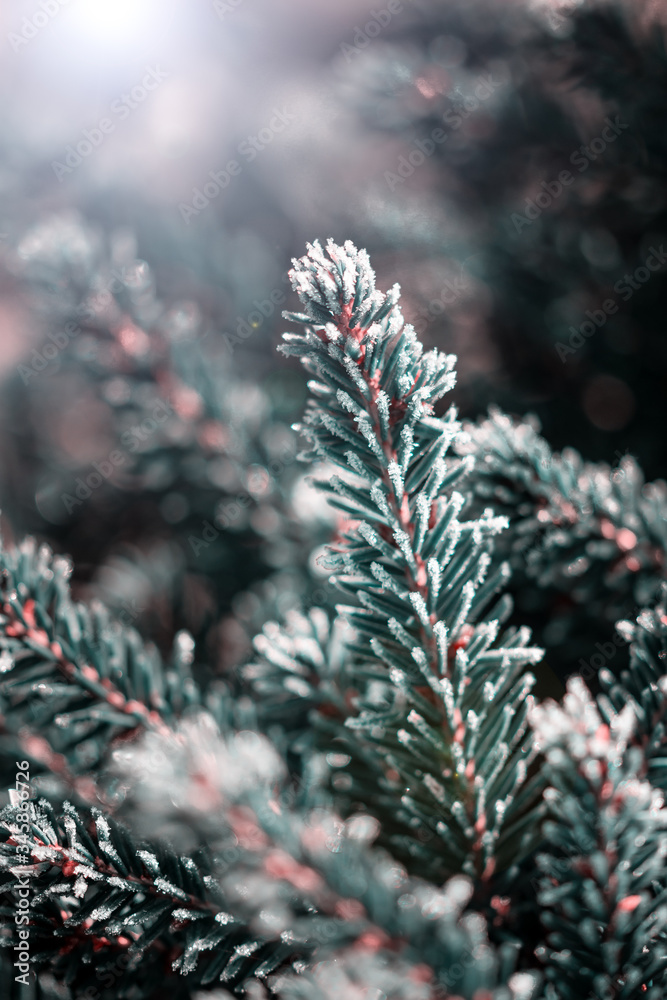 spruce branch covered with hoarfrost on blurred background