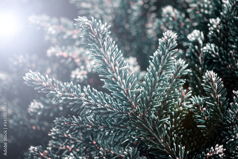 spruce branch covered with hoarfrost on blurred background