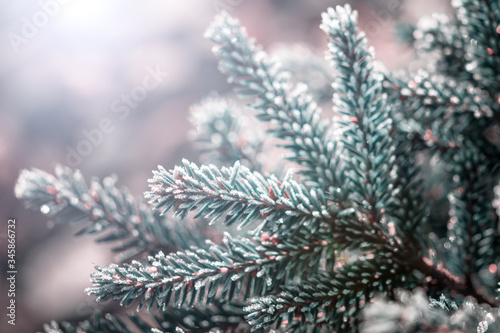 spruce branch covered with hoarfrost on blurred background