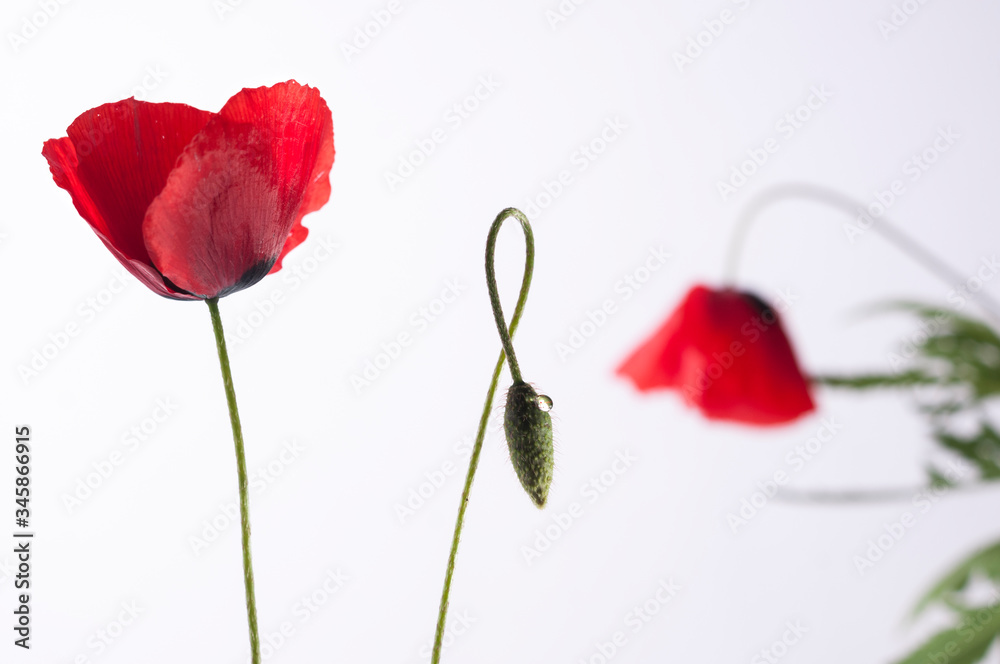 Fototapeta premium Papavero a forma di cuore ed uno stelo con goccia d'acqua.