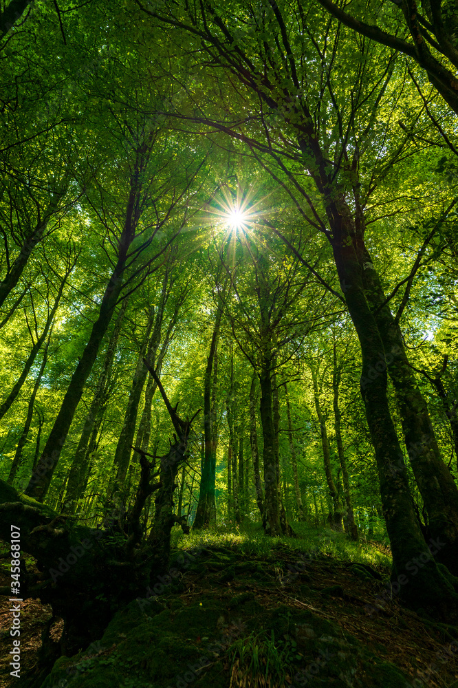 The rays of the sun between the trees, Camino de Santiago
