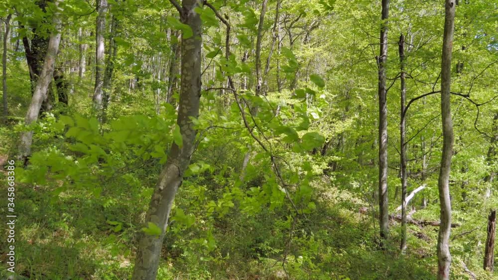 Sunny day in the spring forest. Young leaves on the trees and green grass underfoot. Beautiful forest landscape. Sunny day in the spring forest. Young leaves on the trees and green grass underfoot. Beautiful forest landscape.