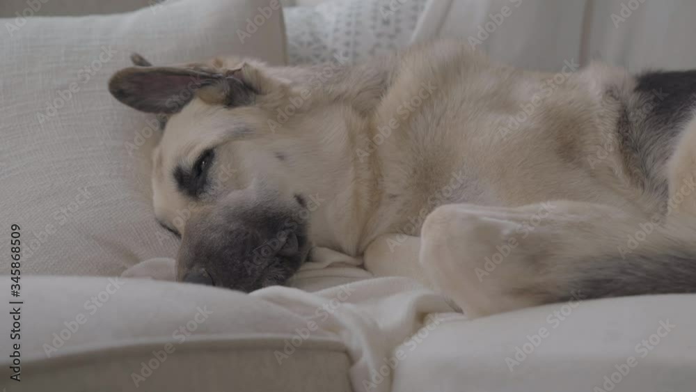 German Shepherd dog sleeping on sofa MEDIUM. German Shepherd dog sleeping on sofa MEDIUM.