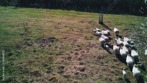 Droneshot of sheep running, filmed in 30fps to 24fps photo