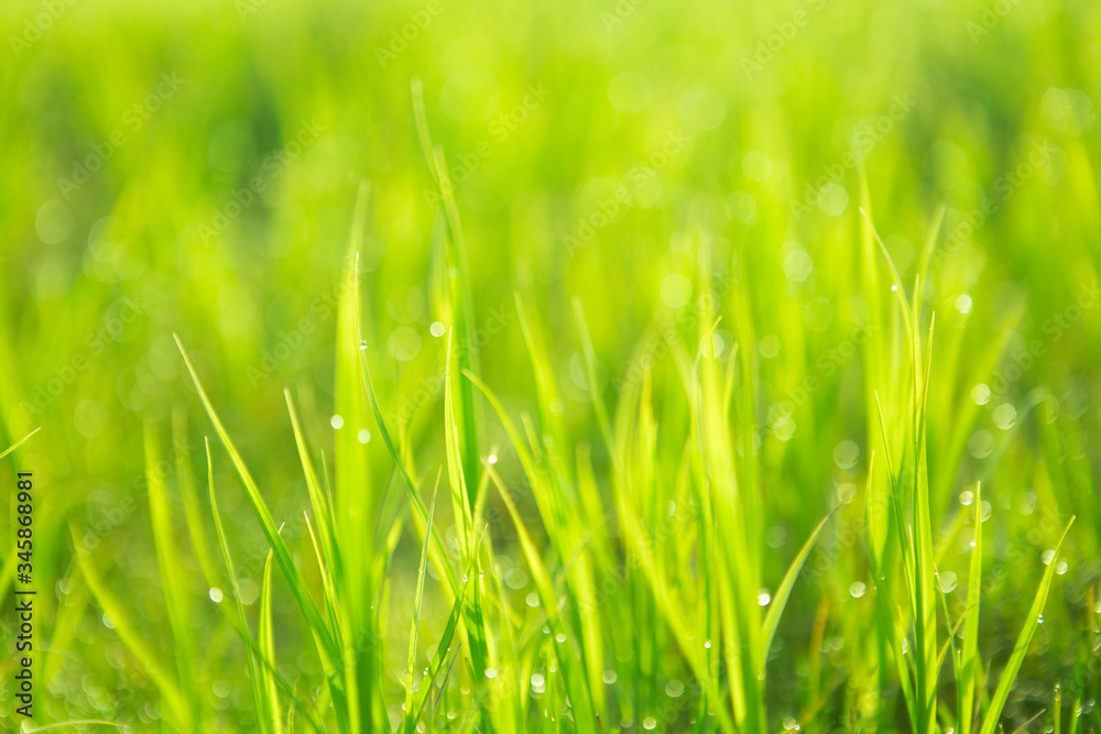 Green background by the fresh wild grass with water drops over sunbeam Green background by the fresh wild grass with water drops over sunbeam