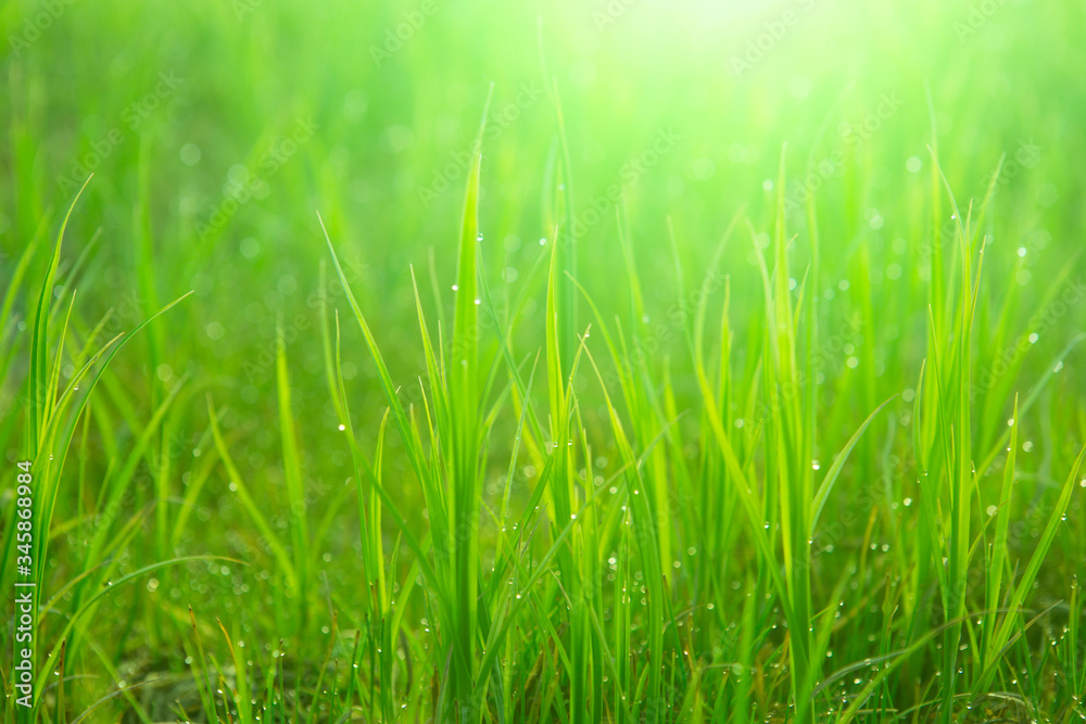 Close up fresh green grass with drops. Nature Background