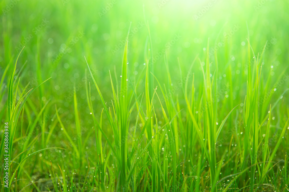 Close up fresh green grass with drops. Nature Background Close up fresh green grass with drops. Nature Background