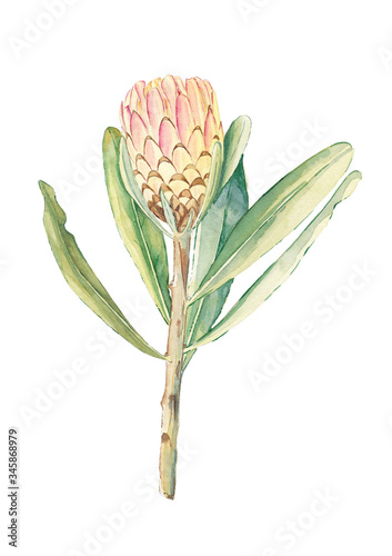 Realistically painted Susara Protea in yellow and pink
